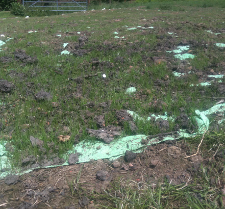 Grass growth after three weeks Grass growth after three weeks