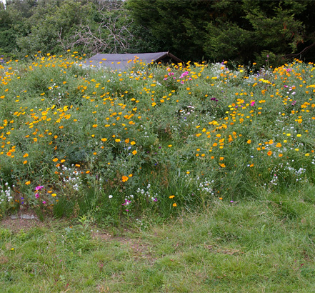 Pro-grass also available with wildflower seeds Pro-grass also available with wildflower seeds