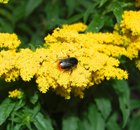 Benefits of green roofs