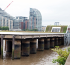 Fulham Jetty becomes haven for wildlife