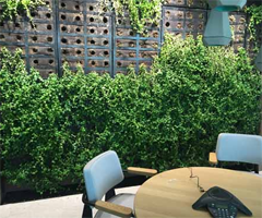 Benefits of biophilic design for health & wellbeing