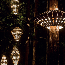 MEDITE SMARTPLY helps light up Redwood Forest