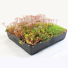 M-Tray® modular green roof system from Wallbarn