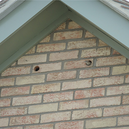 Bird Boxes Limited give birds a home at social housing development