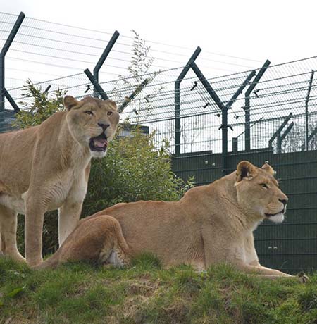 Rescue Lions given safe haven thanks to CLD Fencing Systems