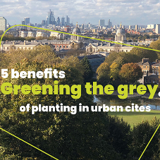 Greening the grey: 5 benefits of planting in urban cities [Blog]