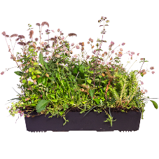 Modular Green Roofs for the Education Sector