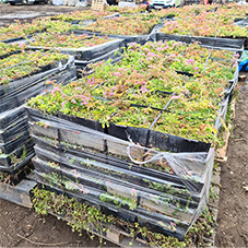 Modular Green Roofs for Smarter Water Management Modular Green Roofs for Smarter Water Management