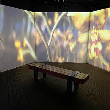 BEES: A Story of Survival Exhibition