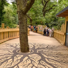 Bristol Zoo Bear Wood Boardwalk Bristol Zoo Bear Wood Boardwalk