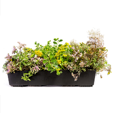 Why Green Roofs Are Becoming Part of Education Buildings