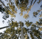 Tarkett Launches a World First, Ecological Eucalyptus Flooring Product