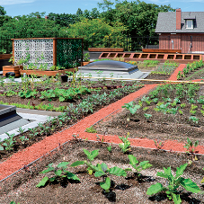 Green Roof