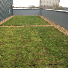 Modern green roof for illustrious house