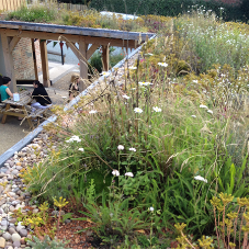 Bio diverse green roof for organic farm