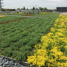 Modular sedum roof for Vancouver client