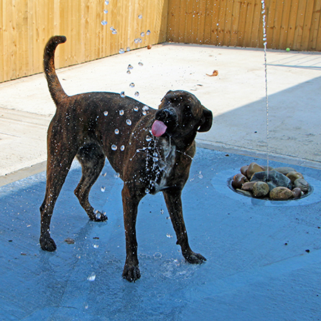 Aggregate Industries adds a splash of colour to Dogs Trust