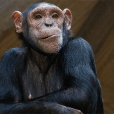 Monkey World goes bananas for Knauf Insulation donation