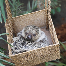 Anti-Slip Bamboo Decking for Zoo's Sloth Enclosure