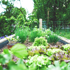 How to Create a Sustainable Garden