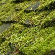 Is Moss Bad for My Roof?
