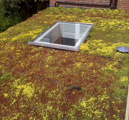 Sedum green roof fully established