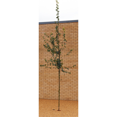 RonaDeck Tree Pit System enhances building project at Middlesbrough School