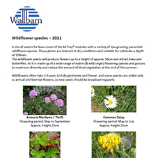 Wildflower Species